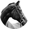 Cantering Clark
